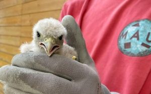 Vogelrettungsaktion der Feuerwehr Niederburg